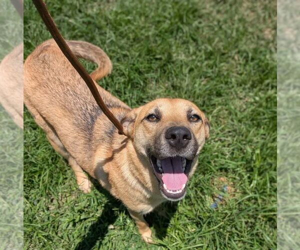 Medium Photo #3 Labrador Retriever-Unknown Mix Puppy For Sale in garner, NC, USA