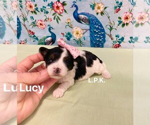 YorkiePoo Puppy for sale in WINNSBORO, LA, USA