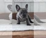 Small #11 French Bulldog