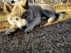 Puppy 1 Chow Chow-Siberian Husky Mix