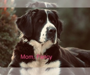 Mother of the Bernedoodle puppies born on 07/20/2022