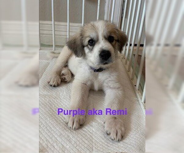 Medium Photo #3 Great Pyrenees Puppy For Sale in Spring, TX, USA
