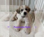 Small #2 Great Pyrenees