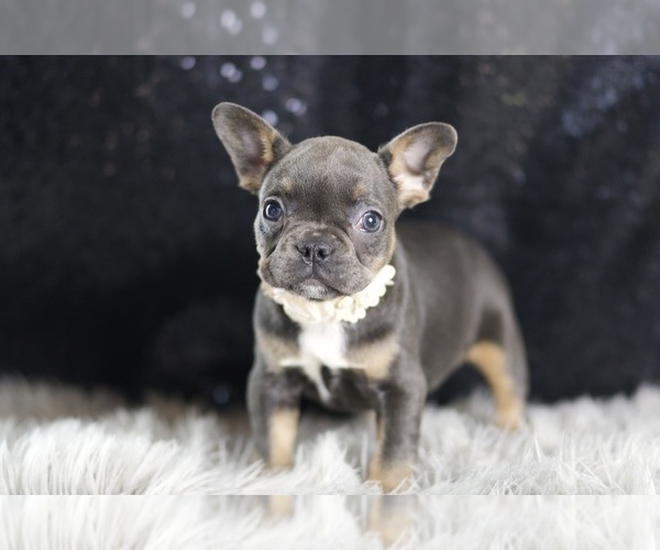 Medium Photo #88 French Bulldog Puppy For Sale in WARSAW, IN, USA