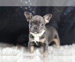 Small Photo #88 French Bulldog Puppy For Sale in WARSAW, IN, USA