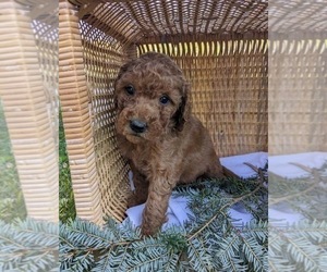 Goldendoodle (Miniature) Puppy for sale in FREDERICKSBURG, OH, USA