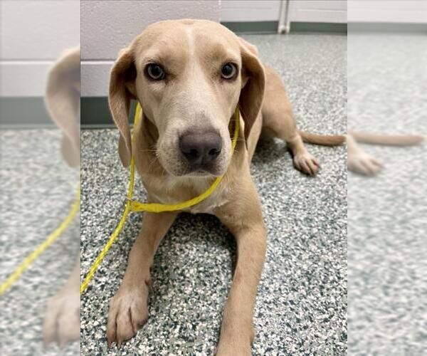 Medium Photo #1 Beagle-Plott Hound Mix Puppy For Sale in Salisbury, NC, USA