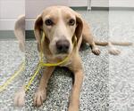GOLDIE - Female Beagle-Plott Hound Mix Dog for Adoption - Small photo