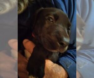 Great Dane Puppy for sale in SEVIERVILLE, TN, USA