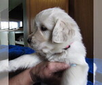 Small #95 English Cream Golden Retriever