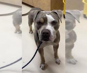 American Pit Bull Terrier Dogs for adoption in Center Township, PA, USA