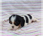 Small Photo #4 Cavalier King Charles Spaniel Puppy For Sale in DUNNVILLE, KY, USA
