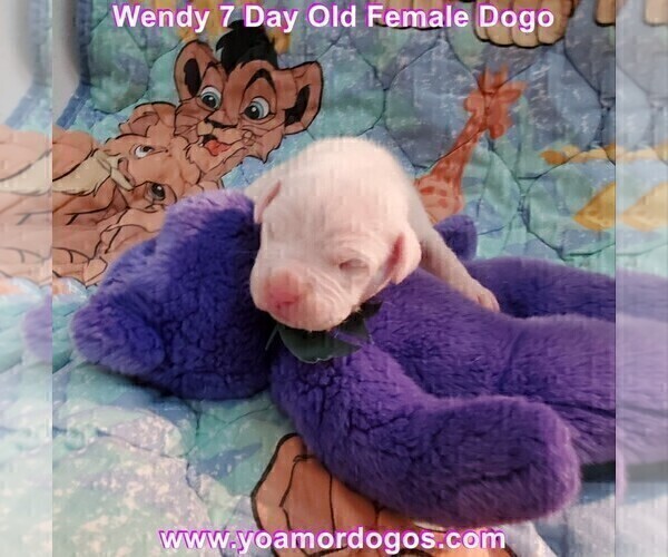 Medium Photo #16 Dogo Argentino Puppy For Sale in JANE, MO, USA