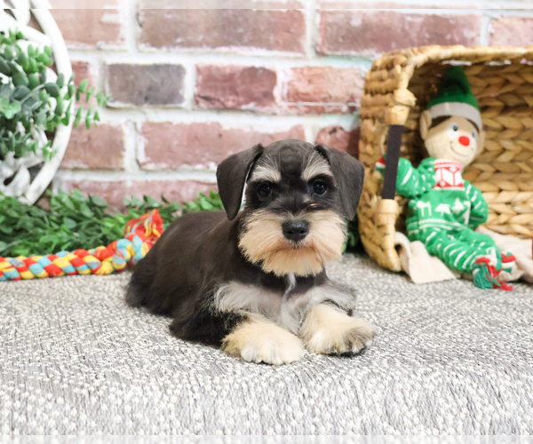 Medium Photo #3 Schnauzer (Miniature) Puppy For Sale in SYRACUSE, IN, USA