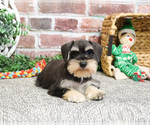 Small #2 Schnauzer (Miniature)