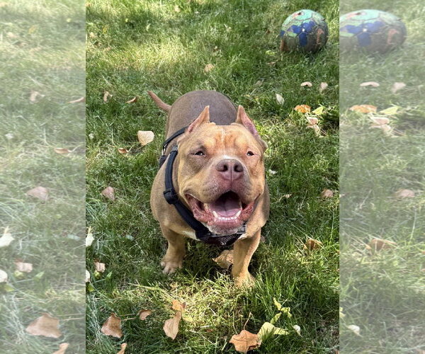 Medium Photo #3 American Staffordshire Terrier Puppy For Sale in Arlington, VA, USA