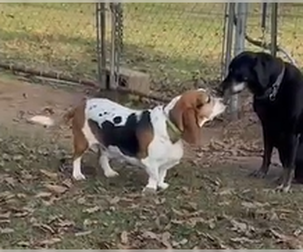 Medium Photo #5 Basset Hound Puppy For Sale in Deepwater, NJ, USA