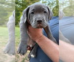 Puppy Light Blue Pup American Pit Bull Terrier