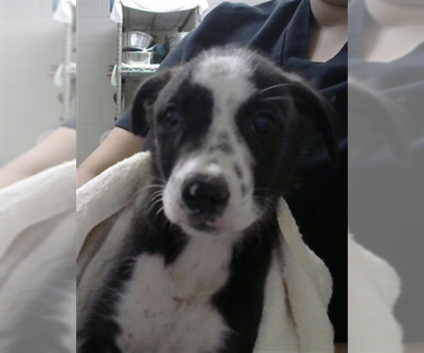 Medium Photo #1 Siberian Husky-Unknown Mix Puppy For Sale in Pasadena, TX, USA