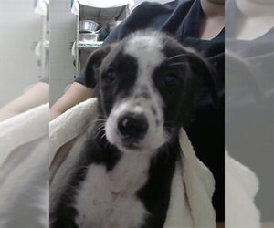 Siberian Husky-Unknown Mix Dogs for adoption in Pasadena, TX, USA