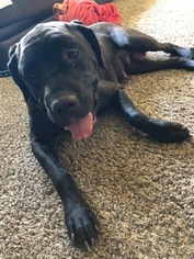 Mother of the Cane Corso puppies born on 06/14/2018