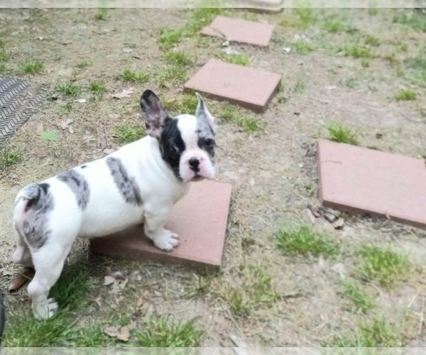 Medium Photo #7 French Bulldog Puppy For Sale in CARTHAGE, TX, USA