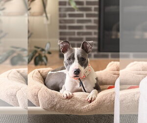 Mutt Dogs for adoption in St. Louis Park, MN, USA