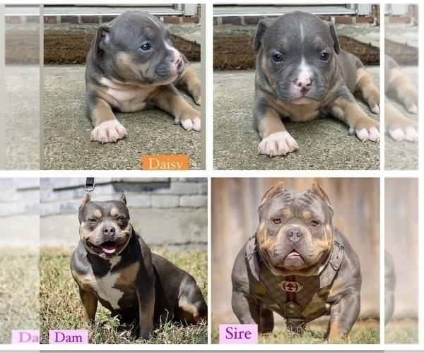 Medium Photo #3 American Bully Puppy For Sale in BURLESON, TX, USA