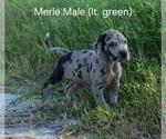 Puppy Merle Male lt g Great Dane