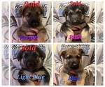 Small Photo #1 German Shepherd Dog Puppy For Sale in HARRISONVILLE, MO, USA