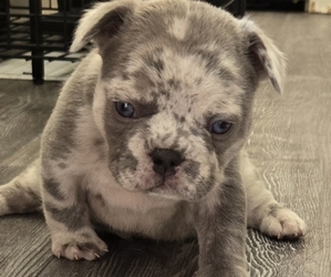 French Bulldog Puppy for sale in GLEN BURNIE, MD, USA