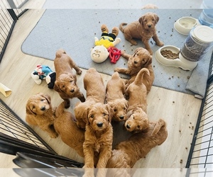 Goldendoodle Puppy for sale in NEWCASTLE, CA, USA