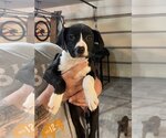 Small Photo #1 Labrador Retriever-Unknown Mix Puppy For Sale in Nazareth, PA, USA