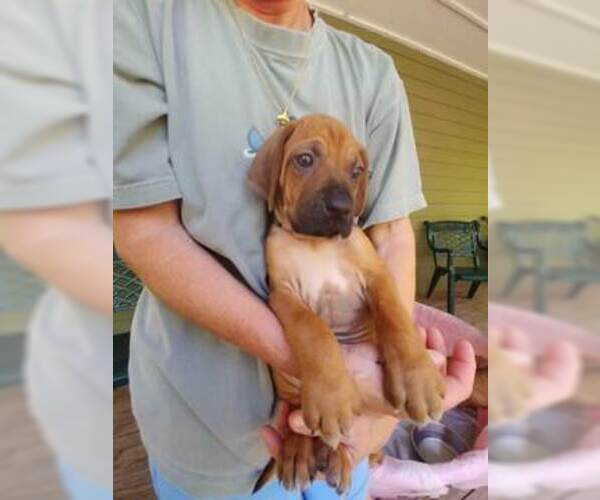 Medium Photo #4 Rhodesian Ridgeback Puppy For Sale in NEW SMYRNA, FL, USA