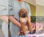 Small Photo #4 Rhodesian Ridgeback Puppy For Sale in NEW SMYRNA, FL, USA