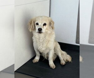 Cocker Spaniel-Unknown Mix Dogs for adoption in San Bernardino, CA, USA