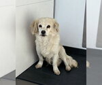 Small Cocker Spaniel Mix