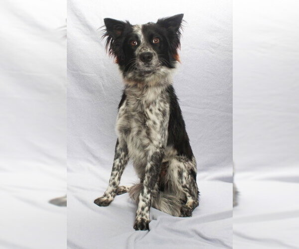 Medium Photo #3 Mutt Puppy For Sale in Burbank, CA, USA