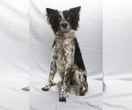 Small Photo #3 Mutt Puppy For Sale in Burbank, CA, USA