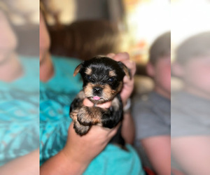 Yorkshire Terrier Puppy for sale in HENDERSON, TN, USA