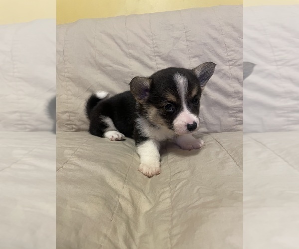 Medium Photo #1 Pembroke Welsh Corgi Puppy For Sale in MIDDLETOWN, OH, USA