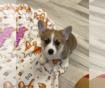 Puppy Bobby Pembroke Welsh Corgi