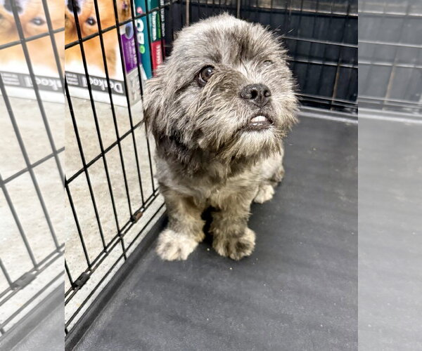 Medium Photo #3 French Bulldog Puppy For Sale in Boca Raton, FL, USA