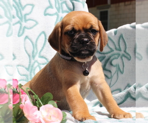 Puggle Puppy for sale in CHARLOTT HALL, MD, USA
