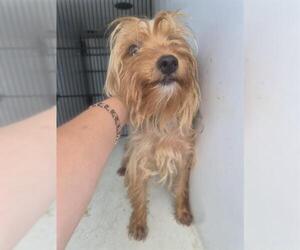 Mutt Dogs for adoption in Houston, TX, USA