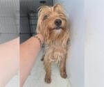 Small Mutt