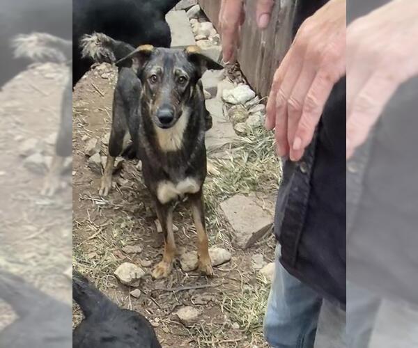 Medium Photo #1 German Shepherd Dog-Unknown Mix Puppy For Sale in San Antonio, TX, USA