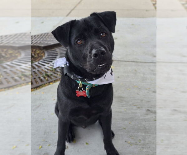 Medium Photo #25 Chinese Shar-Pei-Labrador Retriever Mix Puppy For Sale in Lakewood, CO, USA