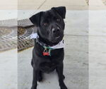 Small #24 Chinese Shar-Pei-Labrador Retriever Mix