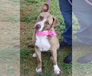 Labrador Retriever Dogs for adoption in Bandera, TX, USA